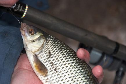 Ragályos csótány a feeder tavasszal, nyáron és ősszel