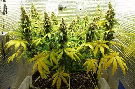 Lst, fim, scrog, sog - методи контролю висоти конопель