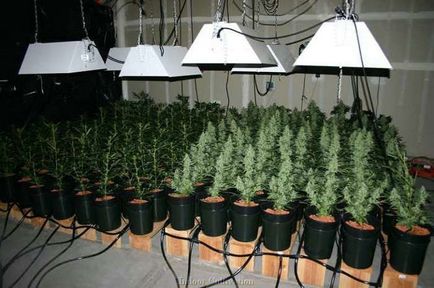 Lst, fim, scrog, sog - методи контролю висоти конопель