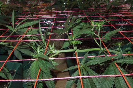 Lst, fim, scrog, sog - методи контролю висоти конопель