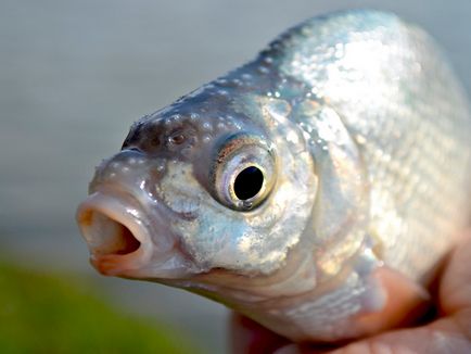 Cea mai bună momeală pe bream