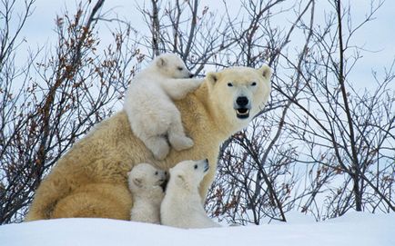 Mame mai bune printre animale