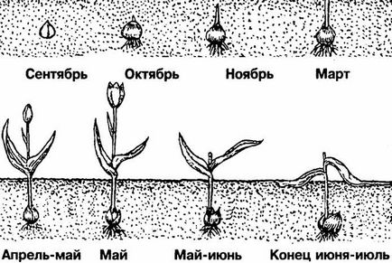 Цибулина тюльпана, будова і правильний догляд за цибулиною тюльпана