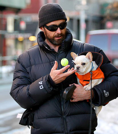 Câine preferat de Hugh Jackman (18 fotografii) - știri despre animale