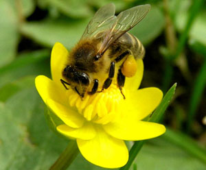 Amatőr méhészeti mint szakma - kedvenc nyári rezidenciája
