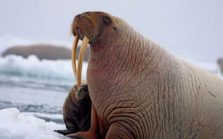Цікаві факти про моржів