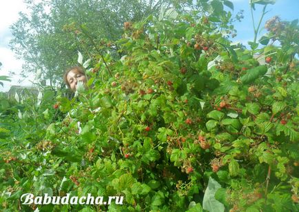 Малина поливи і підживлення, дача