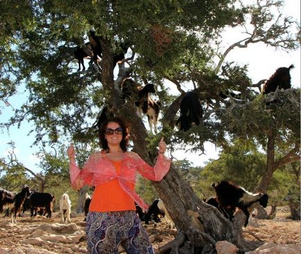 Maroc care arborează argani pe copaci - știri în fotografii