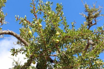 Maroc care arborează argani pe copaci - știri în fotografii