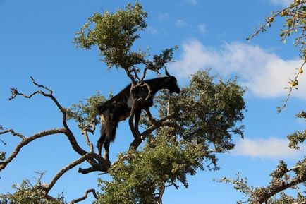 Maroc care arborează argani pe copaci - știri în fotografii