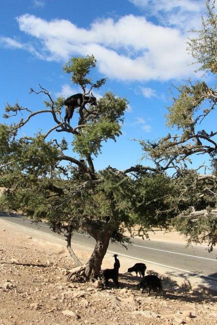 Maroc care arborează argani pe copaci - știri în fotografii