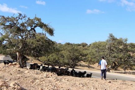 Marokkó repülő (Argan) Kecskék fák - hírek képekben