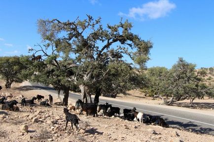 Maroc care arborează argani pe copaci - știri în fotografii