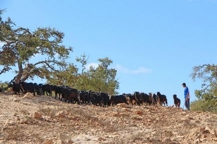 Maroc care arborează argani pe copaci - știri în fotografii