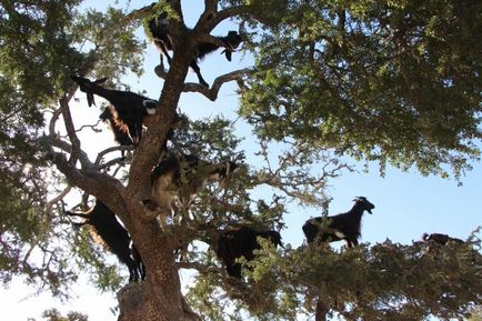 Марокко літаючі (арганового) кози на деревах - новини в фотографіях