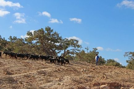 Maroc care arborează argani pe copaci - știri în fotografii