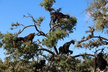 Maroc care arborează argani pe copaci - știri în fotografii