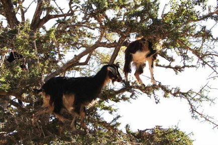 Marokkó repülő (Argan) Kecskék fák - hírek képekben