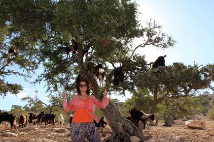 Maroc care arborează argani pe copaci - știri în fotografii