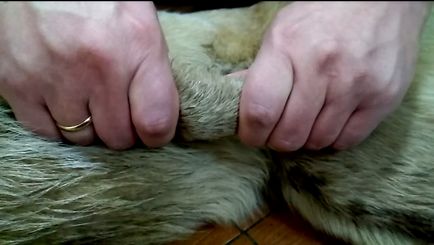 Масаж тваринам в москві - низькі ціни масаж для тварин - ветклиника «зоостатус»