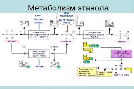 Метаболізм алкоголю в організмі система переробки етанолу