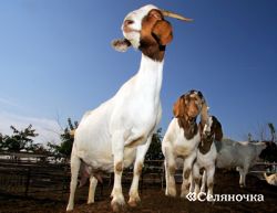 Методи розведення кіз - Селяночка - портал для фермерів, сільське господарство, тваринництво,