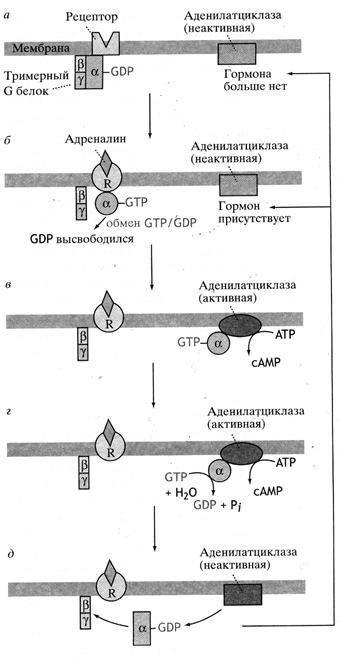 Mecanism de acțiune al hormonilor de natură peptidică