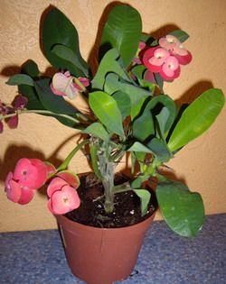 Mérföld kutyatej (Euphorbia milii)
