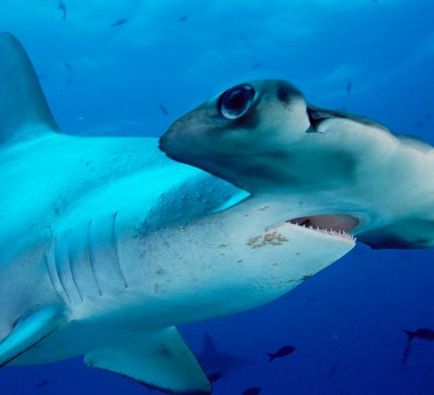 Hammerheads (pörölycápa / hammerhead_sharks) pörölycápa