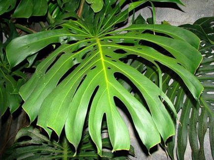 Monstera otthoni gondozást, transzfer, reprodukció, videó