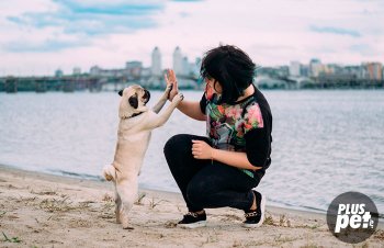 Mopsz fajta leírás, jellegét és szokások