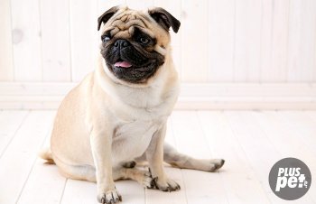 Descrierea Pug a rasei, a naturii și a obiceiurilor