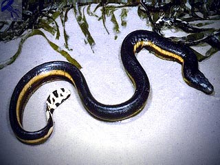 tengeri kígyó