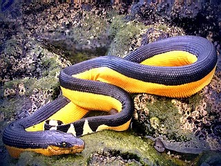морські змії