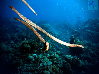 tengeri kígyó