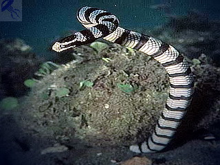 Șerpi de mare