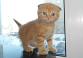 Poți să pui pisoi, să mănânci oameni, să dai un câine, Scottish Fold, sfinx, britanic