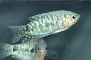 Marble gourami conținutul de pește de acvariu, de îngrijire