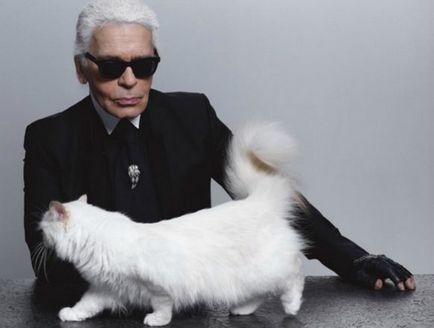 În fotografie, Karl lagerfeld și murmurul lui de pisică, ce fel de rasă în pisica lui Carl lyffelda