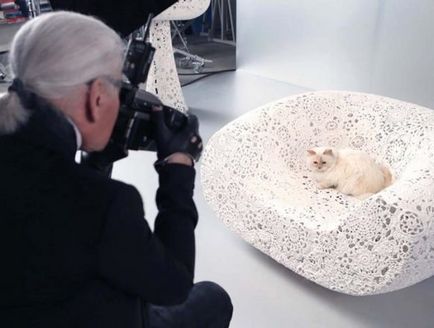 În fotografie, Karl lagerfeld și murmurul lui de pisică, ce fel de rasă în pisica lui Carl lyffelda
