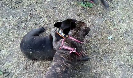 Szájkosár francia bulldog és hám, a fotók és videó (hám) Szájkosár francia bulldog és hám, fotókkal és videó