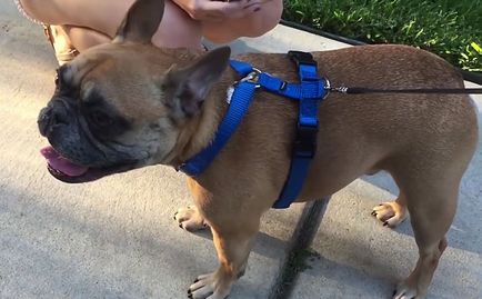 Szájkosár francia bulldog és hám, a fotók és videó (Bulldog) Szájkosár francia bulldog és hám, fotókkal és videó
