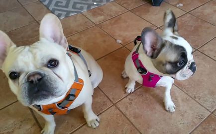 Szájkosár francia bulldog és hám, a fotók és videó (francia) Szájkosár francia bulldog és hám, fotókkal és videó