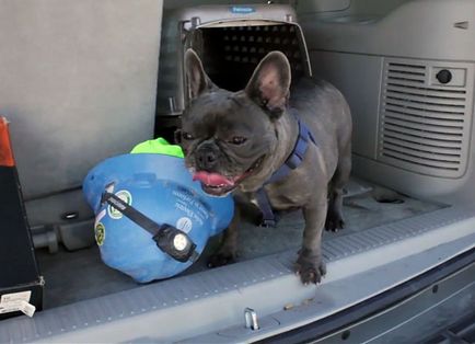 Szájkosár francia bulldog és hám, a fotók és videó (Bulldog) Szájkosár francia bulldog és hám, fotókkal és videó