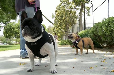 Szájkosár francia bulldog és hám, a fotók és videó (Bulldog) Szájkosár francia bulldog és hám, fotókkal és videó