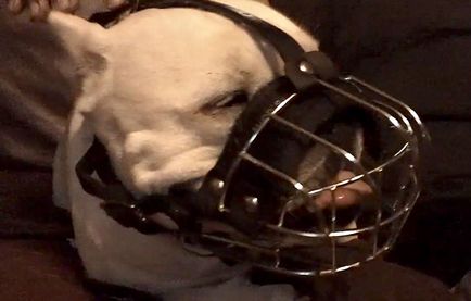 Szájkosár francia bulldog és hám, a fotók és videó (Bulldog) Szájkosár francia bulldog és hám, fotókkal és videó