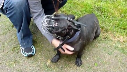 Szájkosár francia bulldog és hám, fotókkal és videó