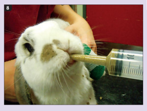 Насильницьке годування кролика зі шприца