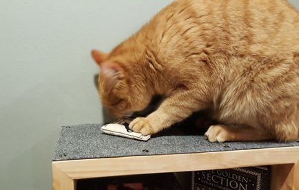 Fali bútor (polc) macskáknak saját kezűleg
