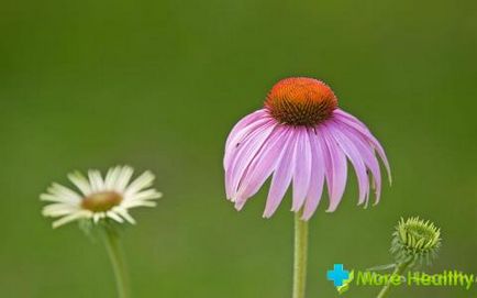 Tinktúra Echinacea hasznos tulajdonságokat és ellenjavallatok